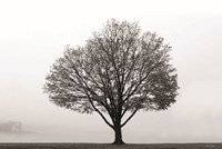 Flying Solo Fine Art Print