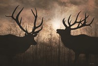 Elk Sunrise III Fine Art Print
