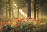 The Poppy Forest Fine Art Print