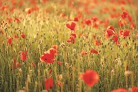 Poppy Field I Fine Art Print