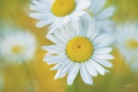 Daisies Fine Art Print