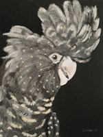 Gray Cockatoo Fine Art Print