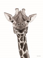 Safari Giraffe Peek-a-boo Fine Art Print