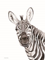 Safari Zebra Peek-a-boo Framed Print