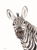 Safari Zebra Peek-a-boo Fine Art Print