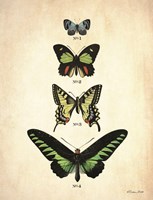 Butterflies 1 Fine Art Print