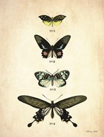 Butterflies 3 Fine Art Print