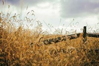 Fencerow Fine Art Print