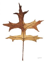 Colors of the Fall I Brown Fine Art Print