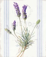 Floursack Lavender III Fine Art Print