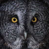 Great Grey Owl Fine Art Print