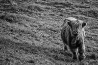 Highland Cow Calf in the Wind Fine Art Print