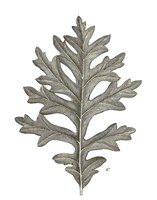 Histoire Naturelle Leaves II Fine Art Print