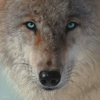 Inner Wolf Fine Art Print