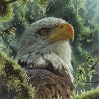 Bald Eagle Fine Art Print