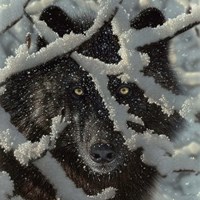 Winter Black Wolf Fine Art Print