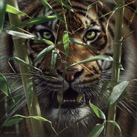 Hungry Eyes Fine Art Print