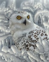 Snowy Owl Sanctuary Fine Art Print