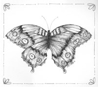 Butterfly VI Framed Print