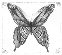Butterfly VIII Fine Art Print