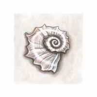 Shell I Fine Art Print