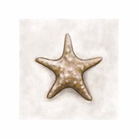 Shell IV Fine Art Print