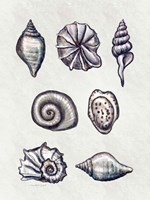 Shells I Framed Print