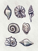 Shells I Fine Art Print