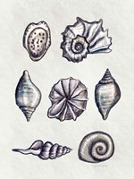 Shells II Fine Art Print