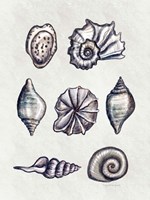 Shells II Fine Art Print