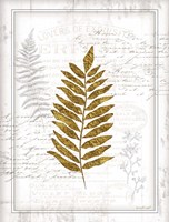 Ferns Fine Art Print