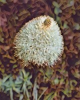 Gemstone Bear Grass Fine Art Print