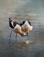 American Avocet II Fine Art Print