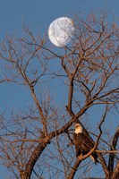 Eagle Moon Fine Art Print