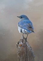 Mountain Bluebird Fine Art Print