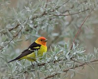 Western Taneger Fine Art Print