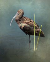 White Faced Ibis Fine Art Print