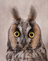 Long-Eared Owl Fine Art Print