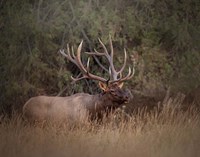 Bull Elk Fine Art Print