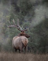 Bull Elk II Fine Art Print