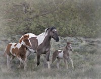 Legend, Aura, and Storm Fine Art Print