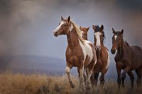 Wild Stallion Fine Art Print