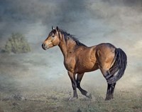 Wicasa Fine Art Print