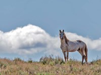 War Chief Fine Art Print