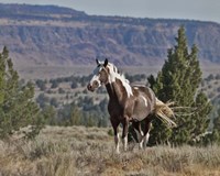 Renegade Fine Art Print