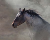 Back Country Roan Fine Art Print