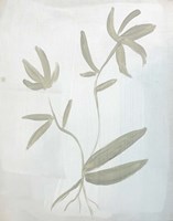Leaves on White Fine Art Print