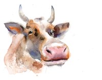 Cow II Fine Art Print
