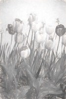 Tulips I Fine Art Print