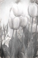 Tulips II Fine Art Print